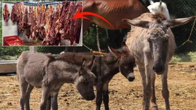 Sucuklarda At ve Eşek Eti Skandalı! Bakanlık Hileli Gıdalar Listesini Güncelledi